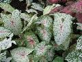 Florida Moonlight Caladium / Caladium bicolor 